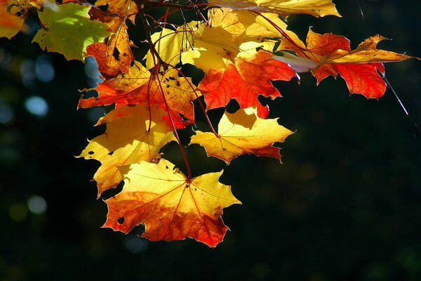 With the arrival of autumn, the maple leaves turned yellow