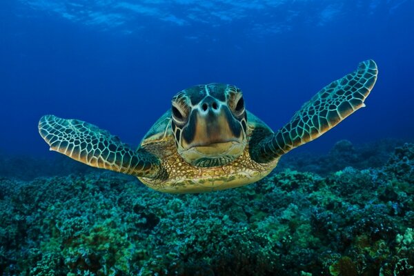 Sea turtle dissects the coral reef