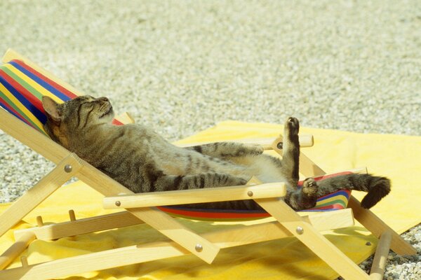 Кот отдыхает на пляже в шезлонге