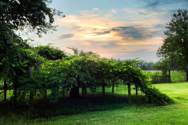 Green foliage hides from the heat