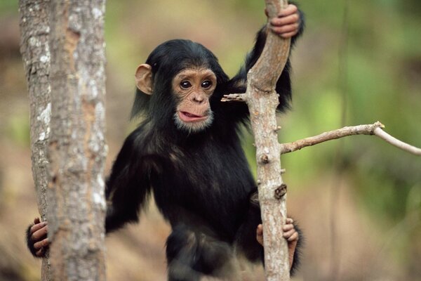 A little monkey jumps on trees