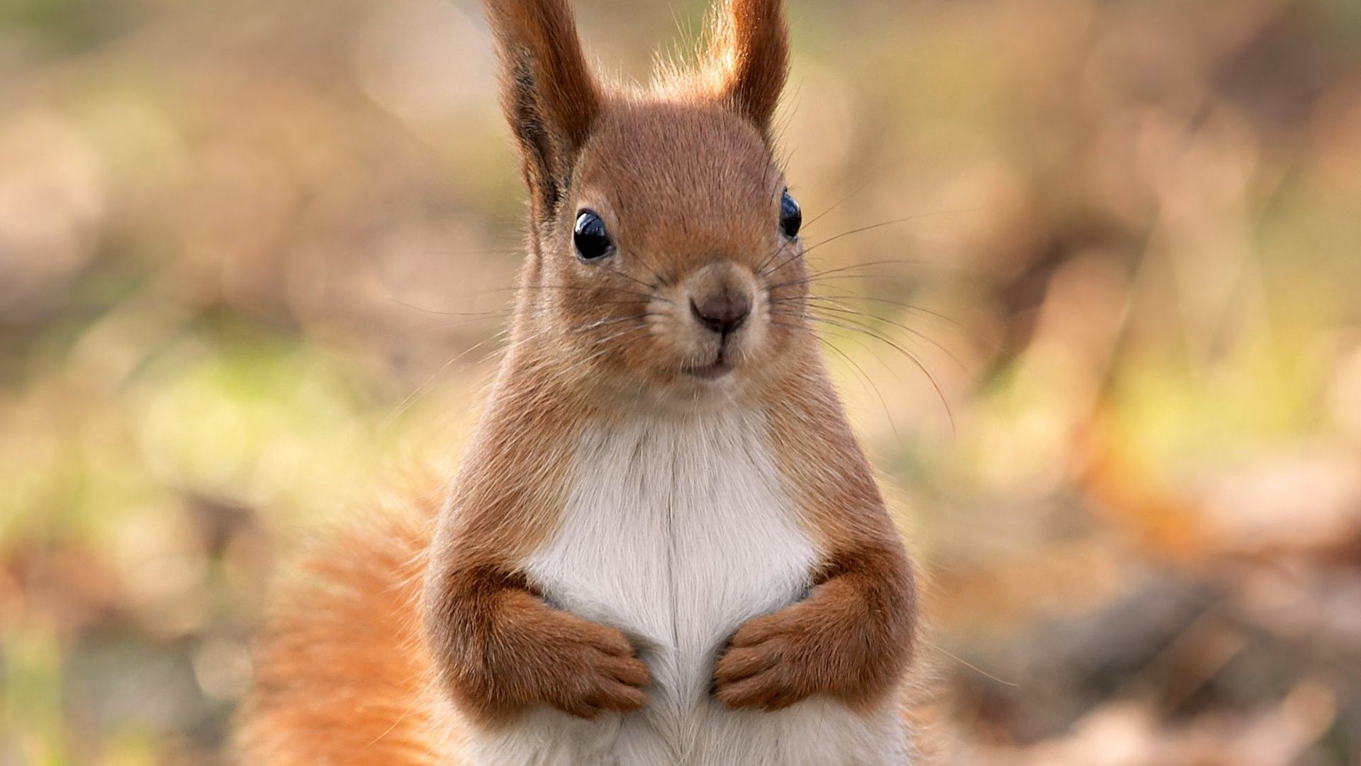 écureuil mammifère la faune mignon rongeur nature fourrure écureuil animal sauvage peu portrait à l extérieur s asseoir adorable drôlement