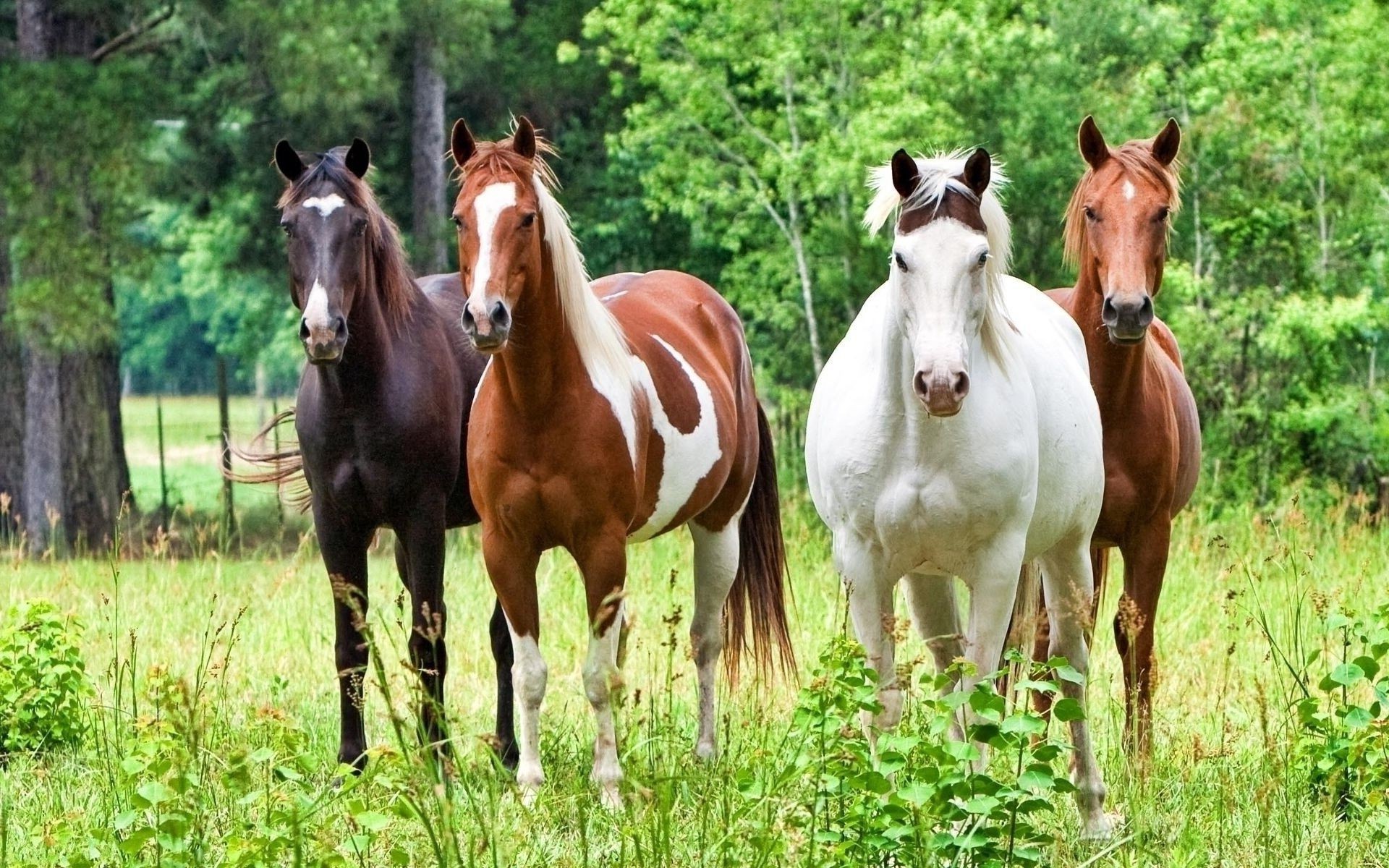 pferd pferd säugetier hengst mare pferdezucht weide heuhaufen tier manet kavallerie bauernhof gras pferd reinrassig feld kastanie pony schnell inländische ländliche