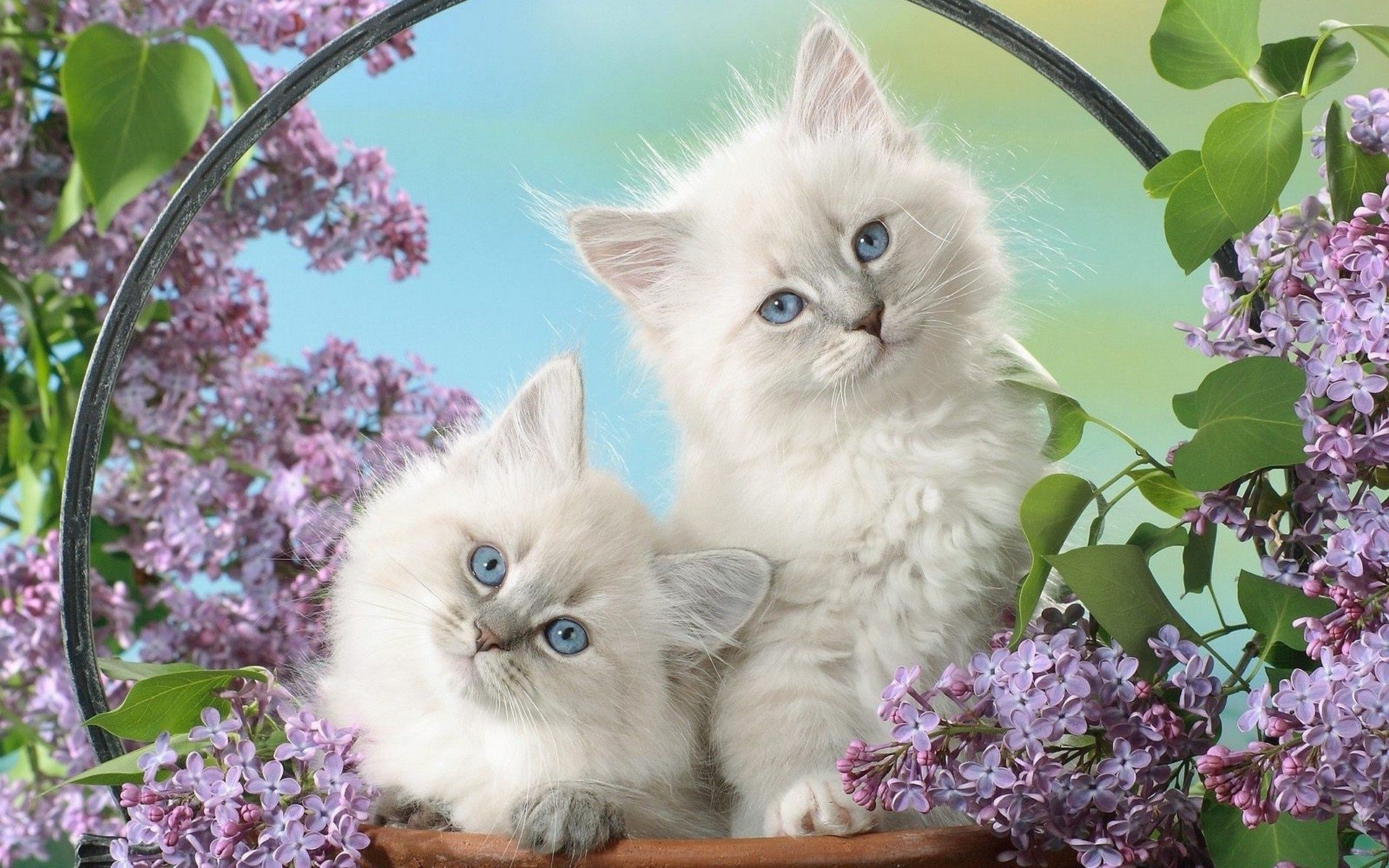 cats cat flower nature little animal domestic cute beautiful pet