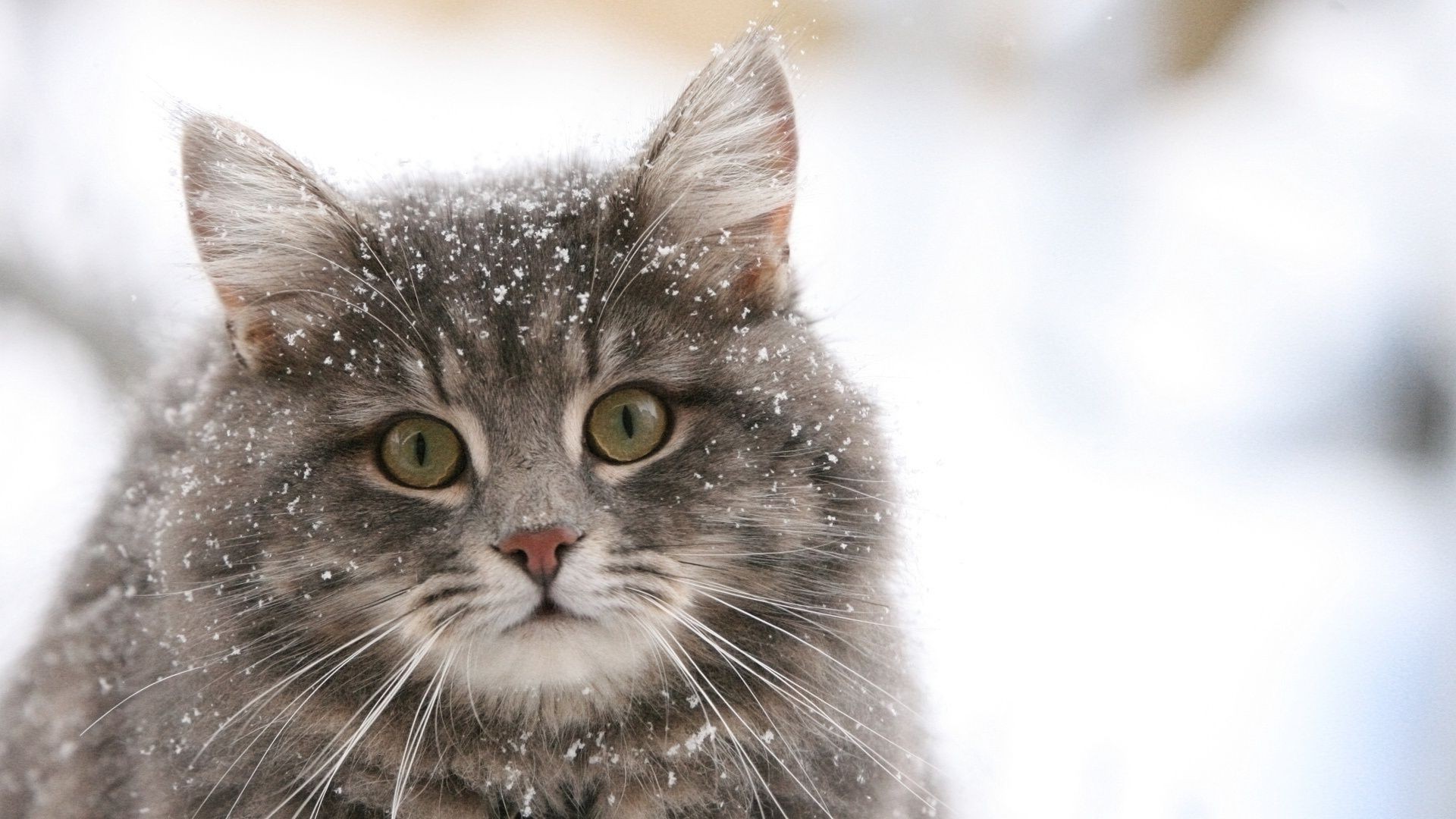 gatti animale gatto carino pelliccia occhio animale domestico gattino giovane domestico piccolo ritratto natura mammifero piumino