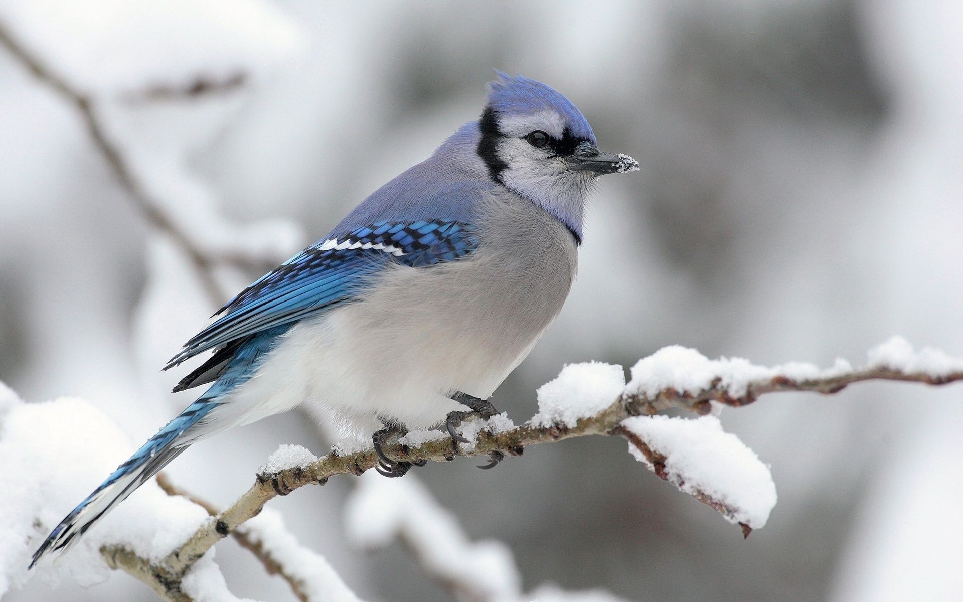 animaux faune oiseau nature en plein air animal hiver sauvage