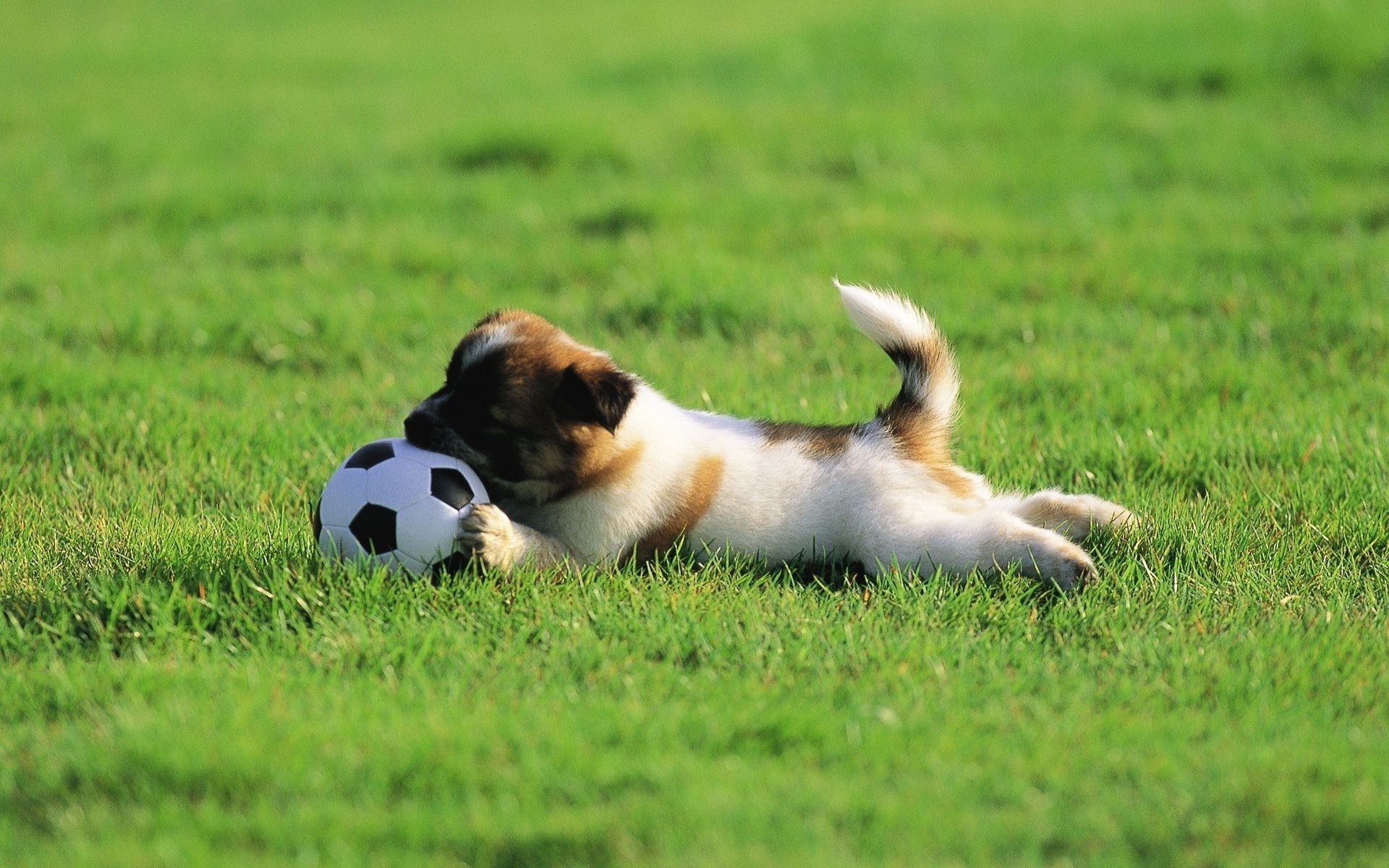 cani erba cane mammifero animale campo animale domestico canino carino fieno cucciolo razza purosangue ritratto giovane