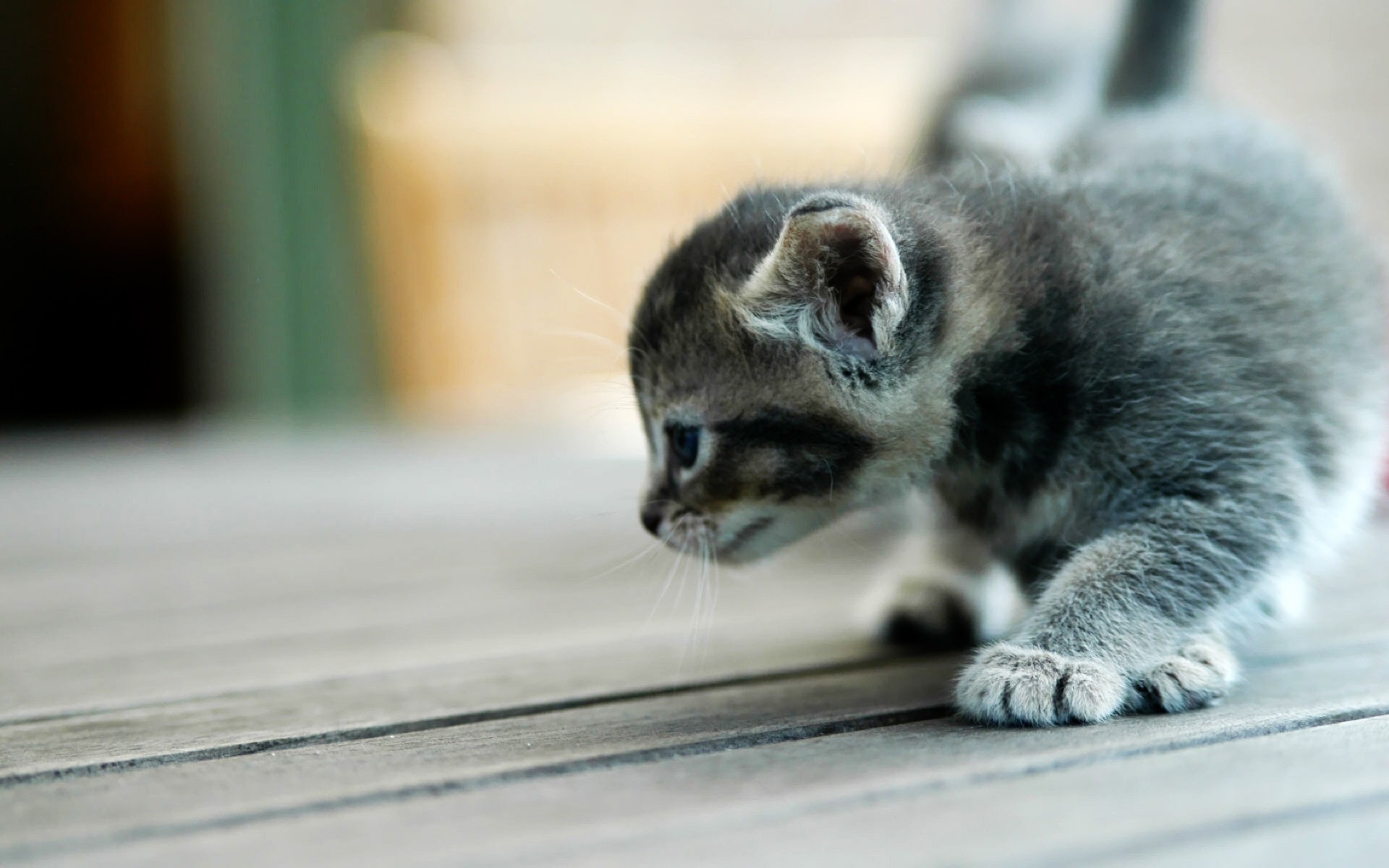 猫 哺乳动物 猫 肖像 动物 可爱 模糊 宠物 灰色 小 一 毛皮