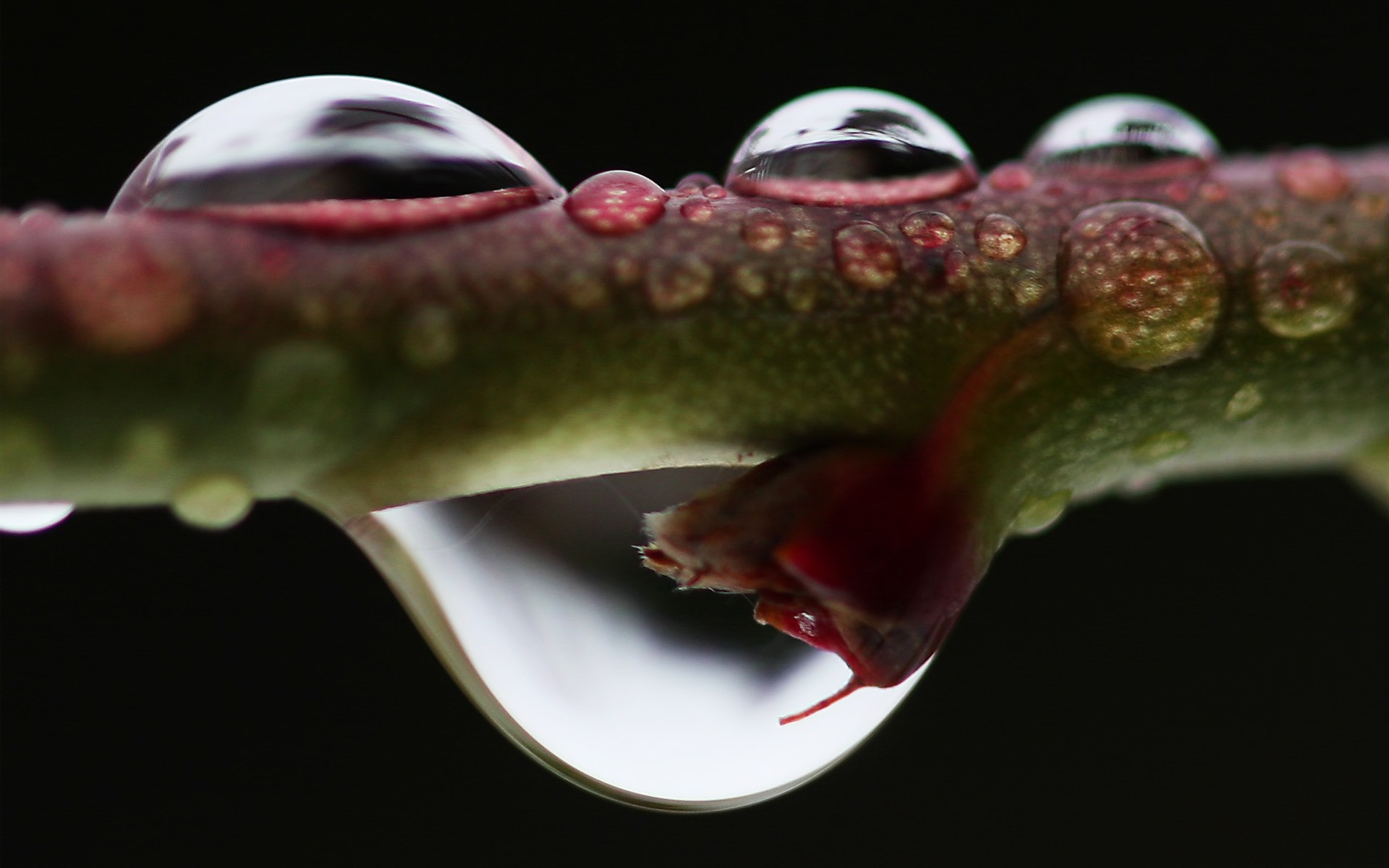 rośliny natura flora pulpit spadek kwiat jedzenie owoce zbliżenie