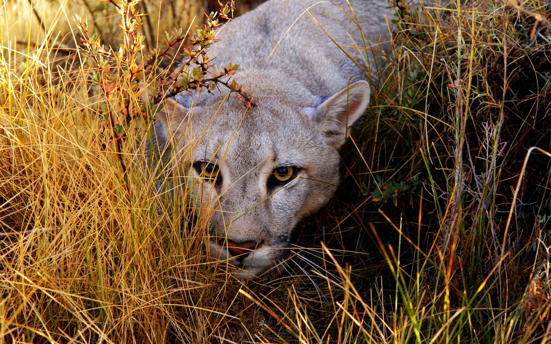 animais vida selvagem natureza mamífero animal ao ar livre gato grama selvagem puma