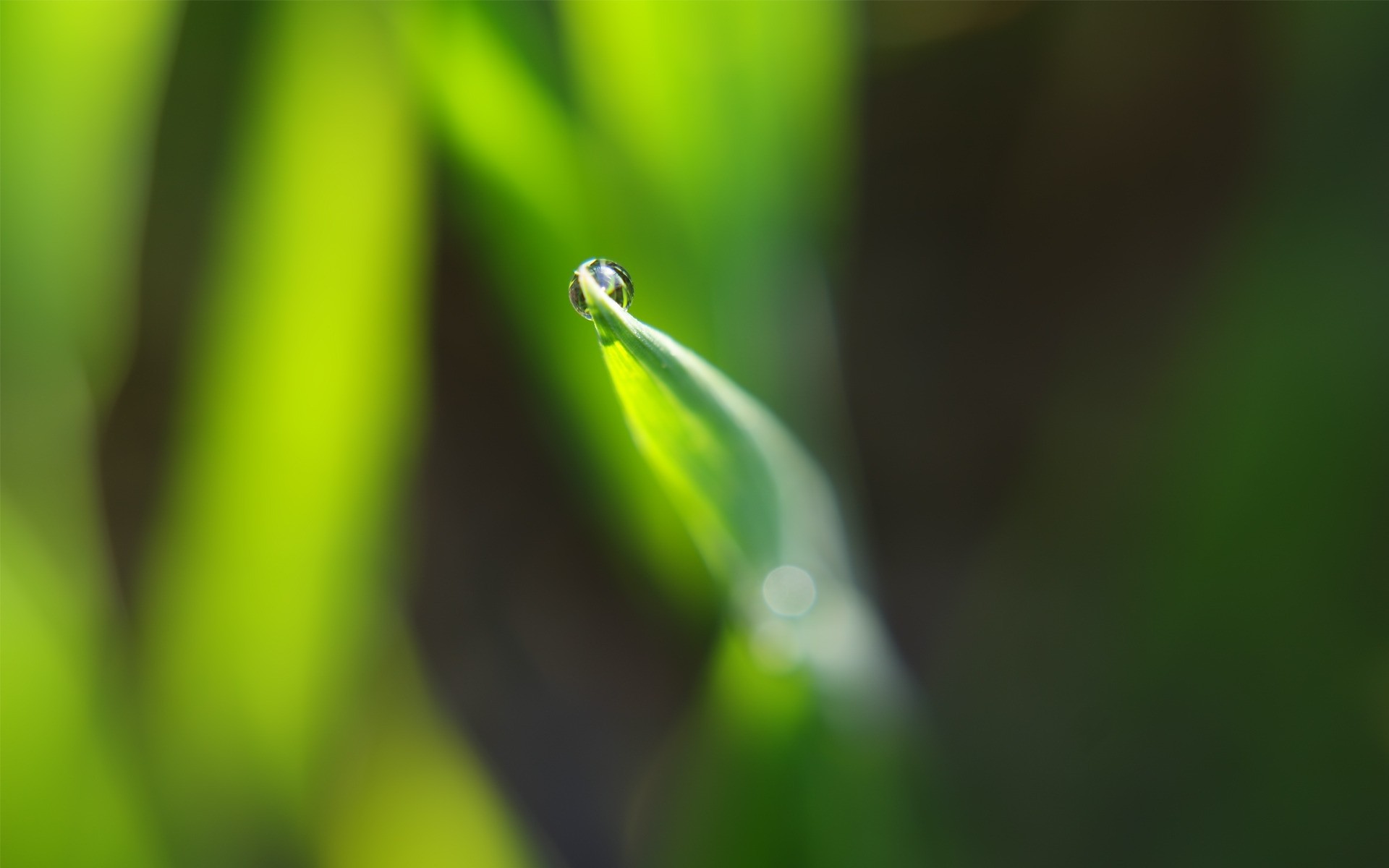 plantes feuille pluie rosée nature chute flou croissance flore gouttes jardin dof humide environnement herbe insecte mise au point été