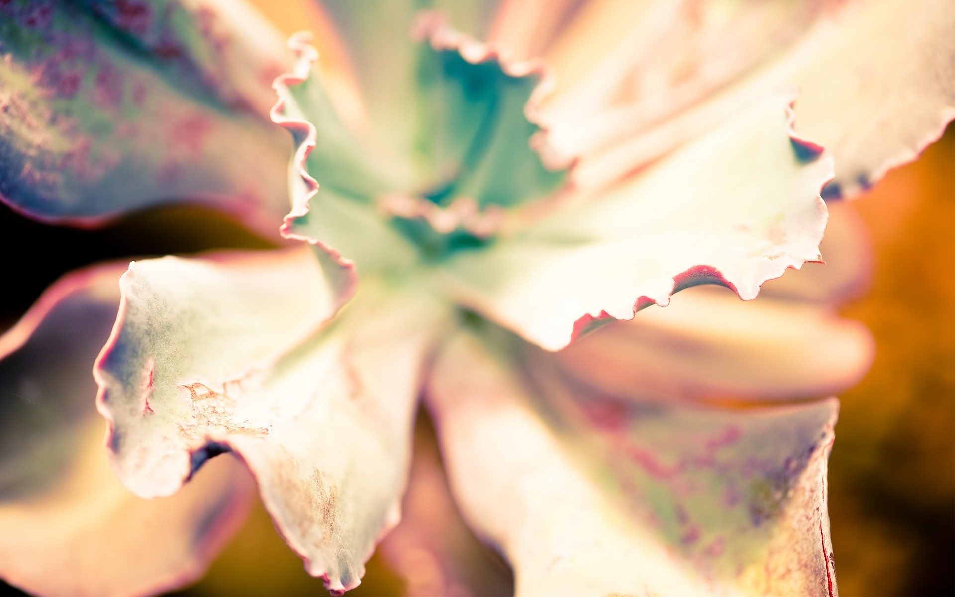 piante natura foglia sfocatura all aperto fiore amore colore cactus acqua autunno