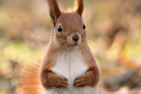 Cute squirrel in the wild