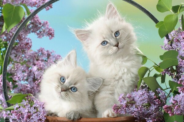 Hermosos gatitos blancos en lila