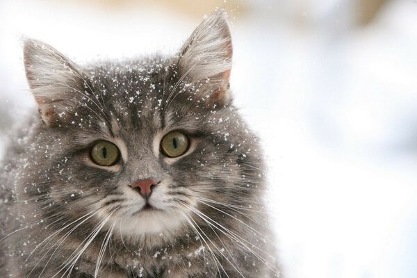 Schöne Katze, die mit Schnee bedeckt ist