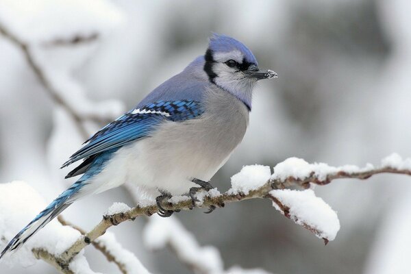 Beautiful blue bird in winter