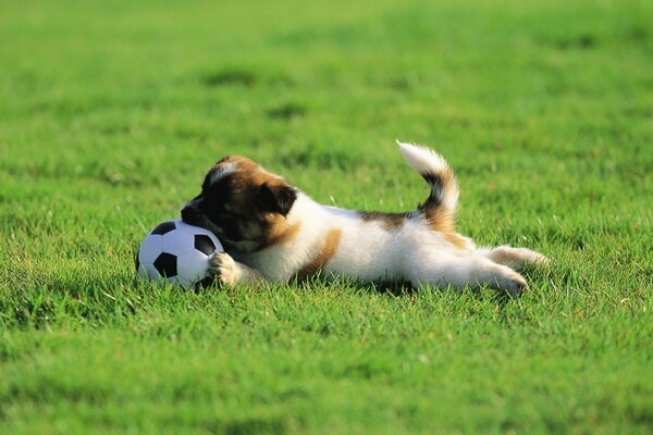 Welpe spielt einen Ball auf dem Rasen