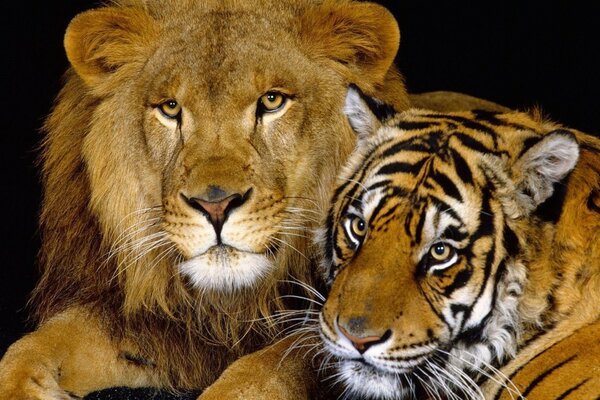 Tigre e Leone seduti in un abbraccio