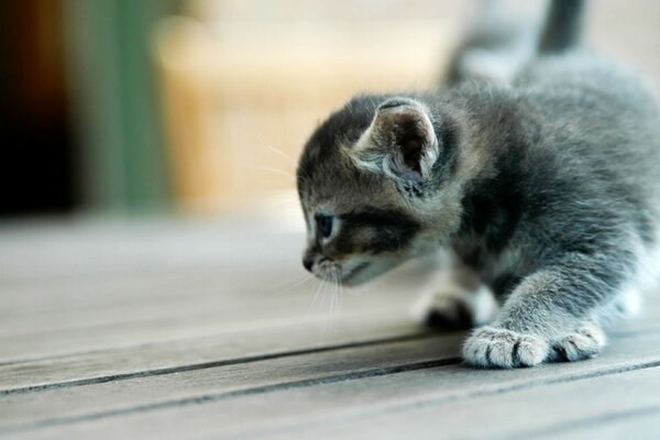 Bébé chaton Explorer le monde