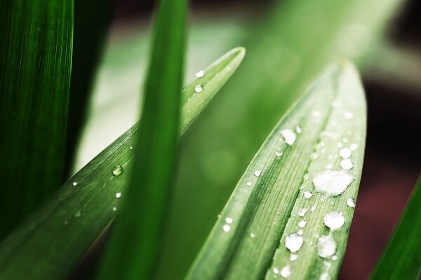 Water drops after rain on a green leaf