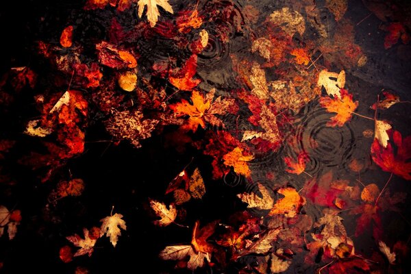 Different - colored maple leaves lie in an aesthetic mess