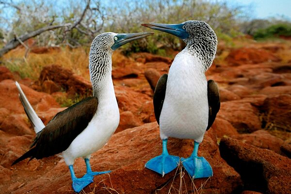 Vögel der wilden Natur sehen sehr schön aus Füße sind blau