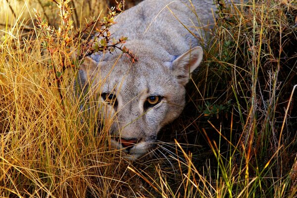 Crouching lioness in yellow grass