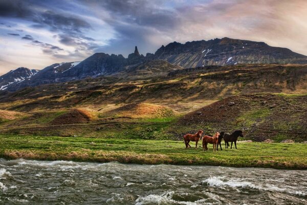 Horses near the mountains. Landscape. Journey