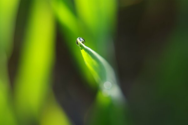 Makrofotografia źdźbła trawy z maleńką kropelką rosy