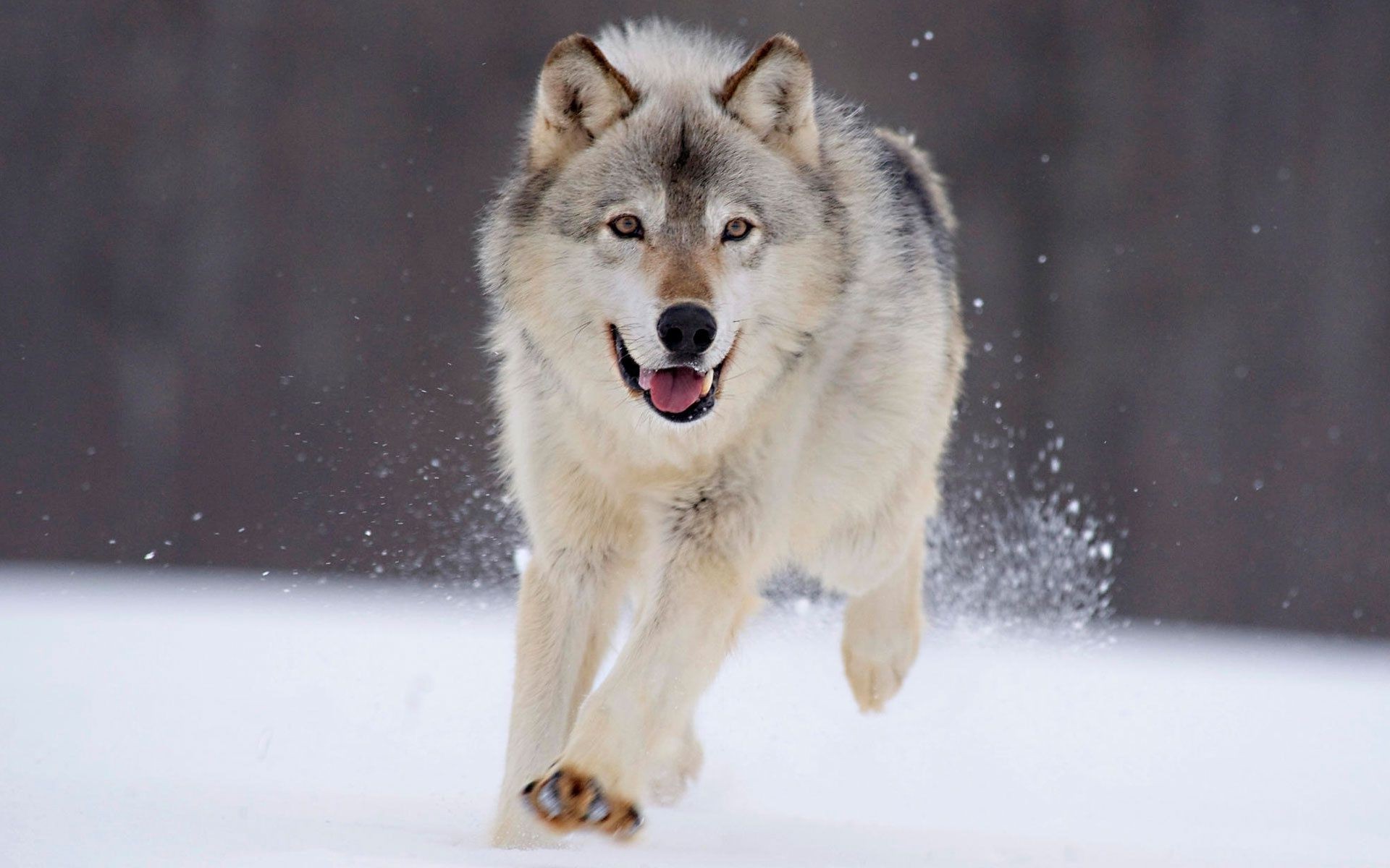 animali mammifero neve inverno lupo canino gelido ritratto fauna selvatica uno cane