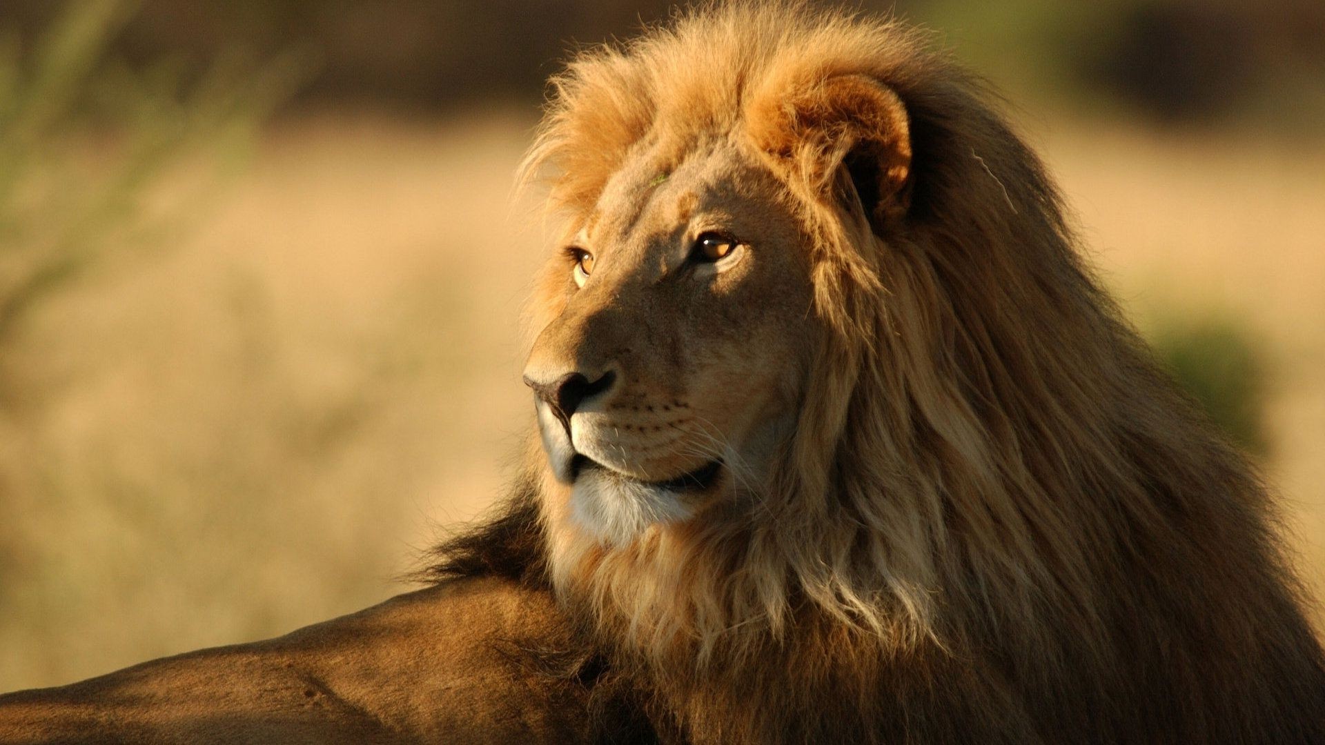 leones león gato vida silvestre mamífero retrato animal mane safari naturaleza salvaje zoológico piel depredador