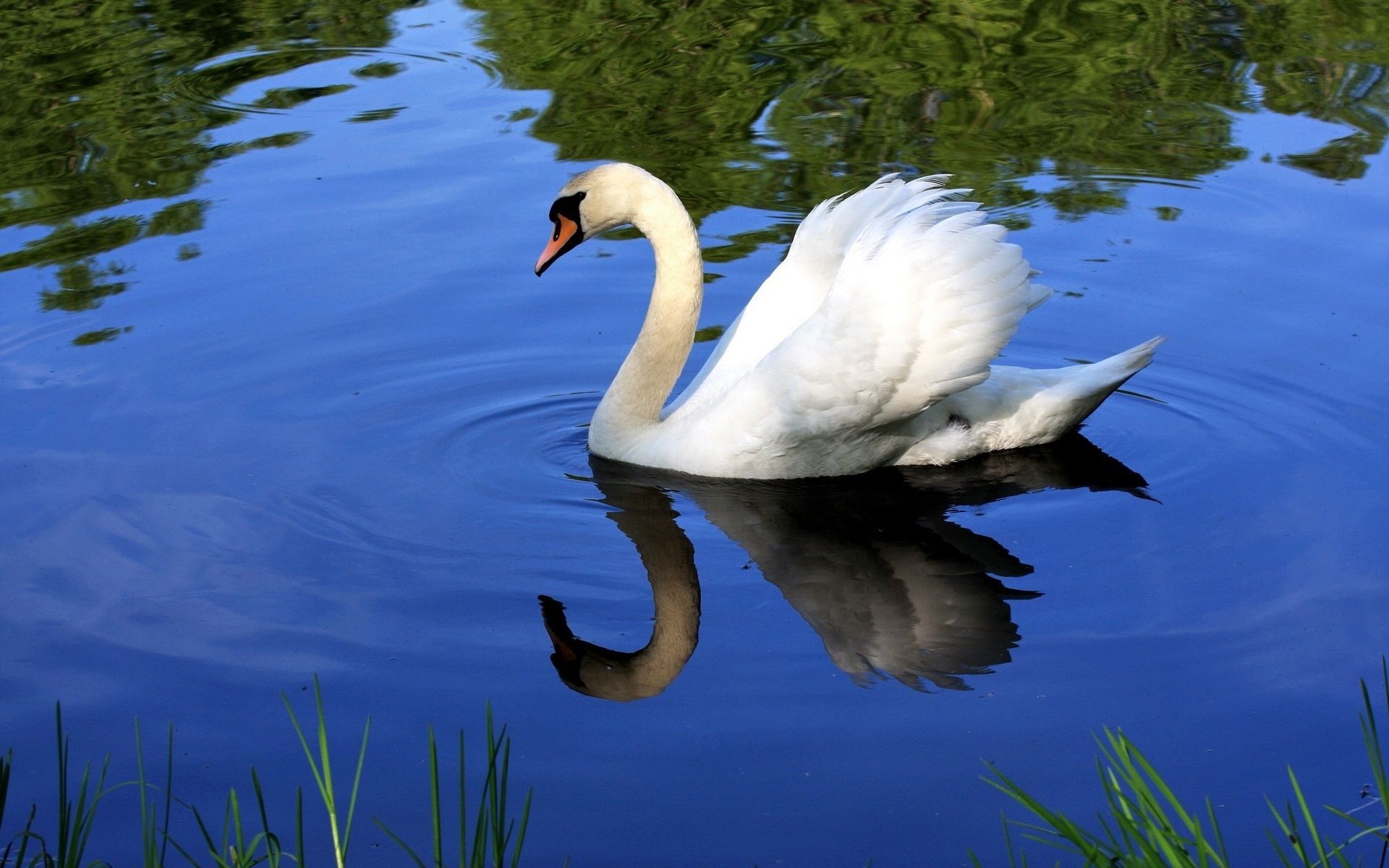 zwierzęta jezioro ptak basen natura łabędź woda na zewnątrz kaczka ptactwo wodne dzika przyroda pływanie