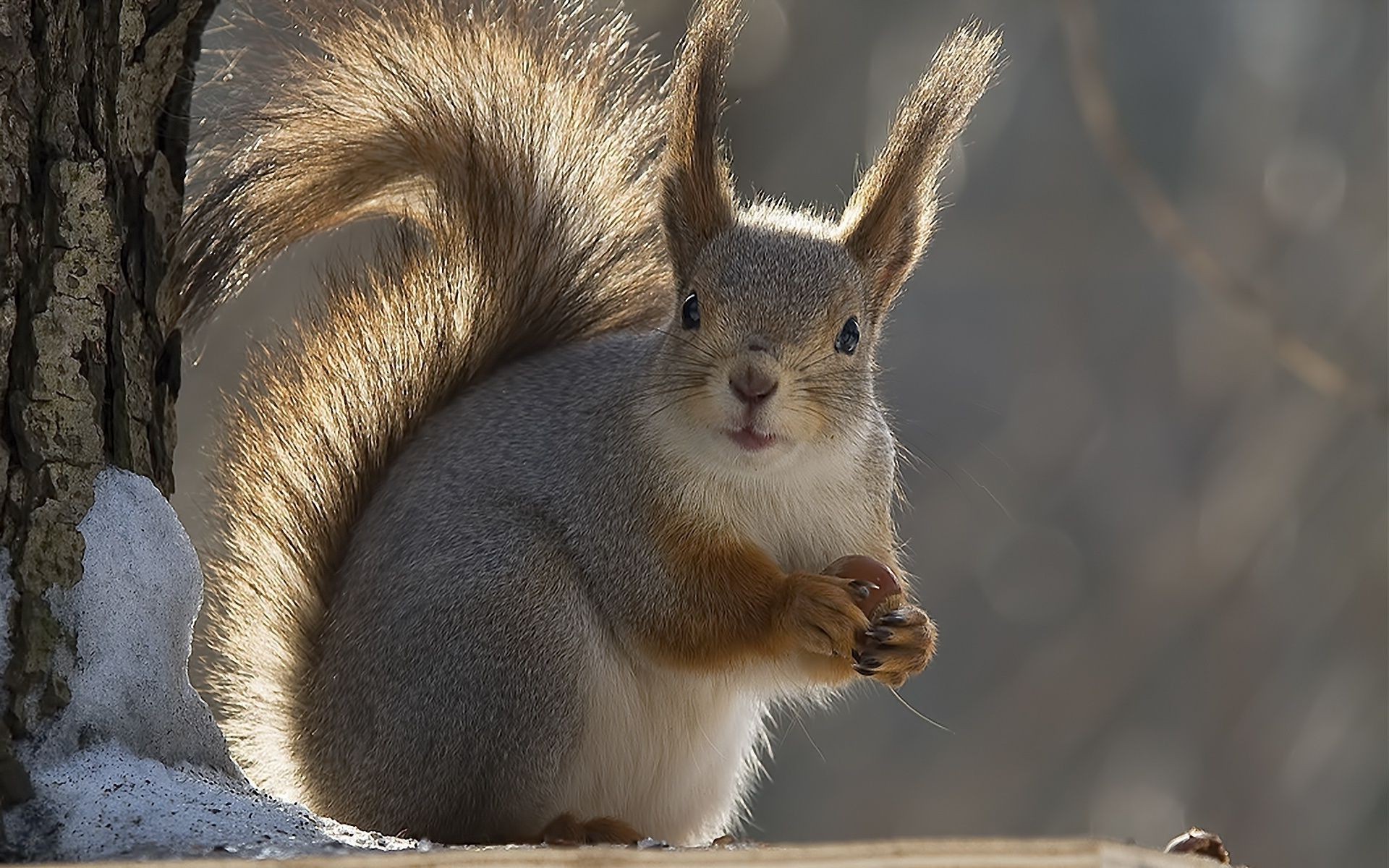 scoiattolo mammifero fauna selvatica natura sveglio all aperto animale roditore pelliccia scoiattolo