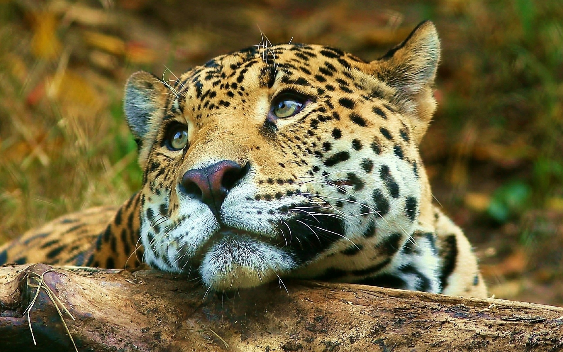 zwierzęta kot dzika przyroda ssak drapieżnik lampart myśliwy zoo zwierzę dziki mięsożerca safari natura dżungla duży futro polowanie tygrys niebezpieczeństwo