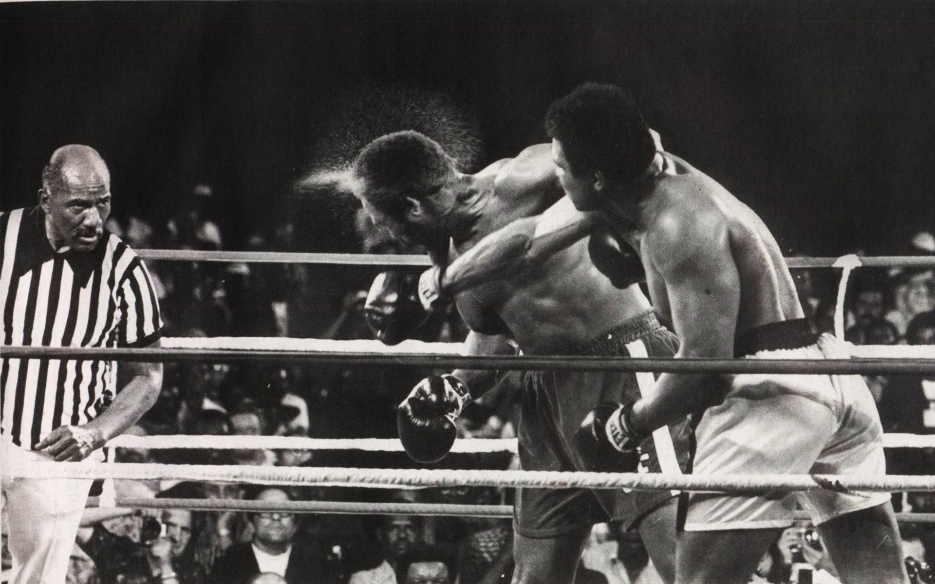 boxe boxeur groupe athlète adulte deux concours beaucoup agression équipement de sport un trois homme victoire portrait champion boire plusieurs porter