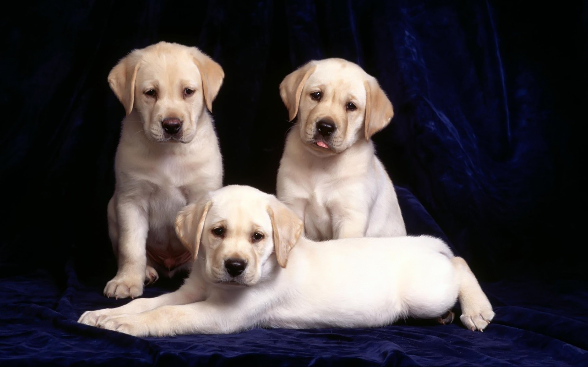 cães cão animal de estimação cinologista mamífero filhote de cachorro fofa retriever animal raça retrato sente-se