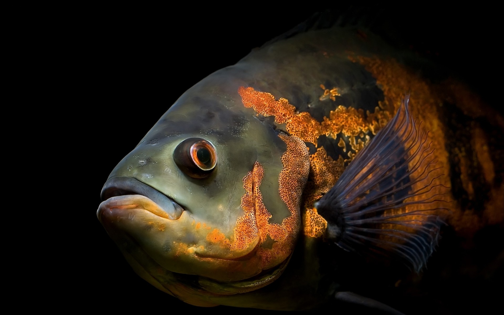 meerestiere fische unterwasser aquarium schwimmen ozean karausche meeresfrüchte natur ein meer goldfisch fin wirbellose wasser tiere