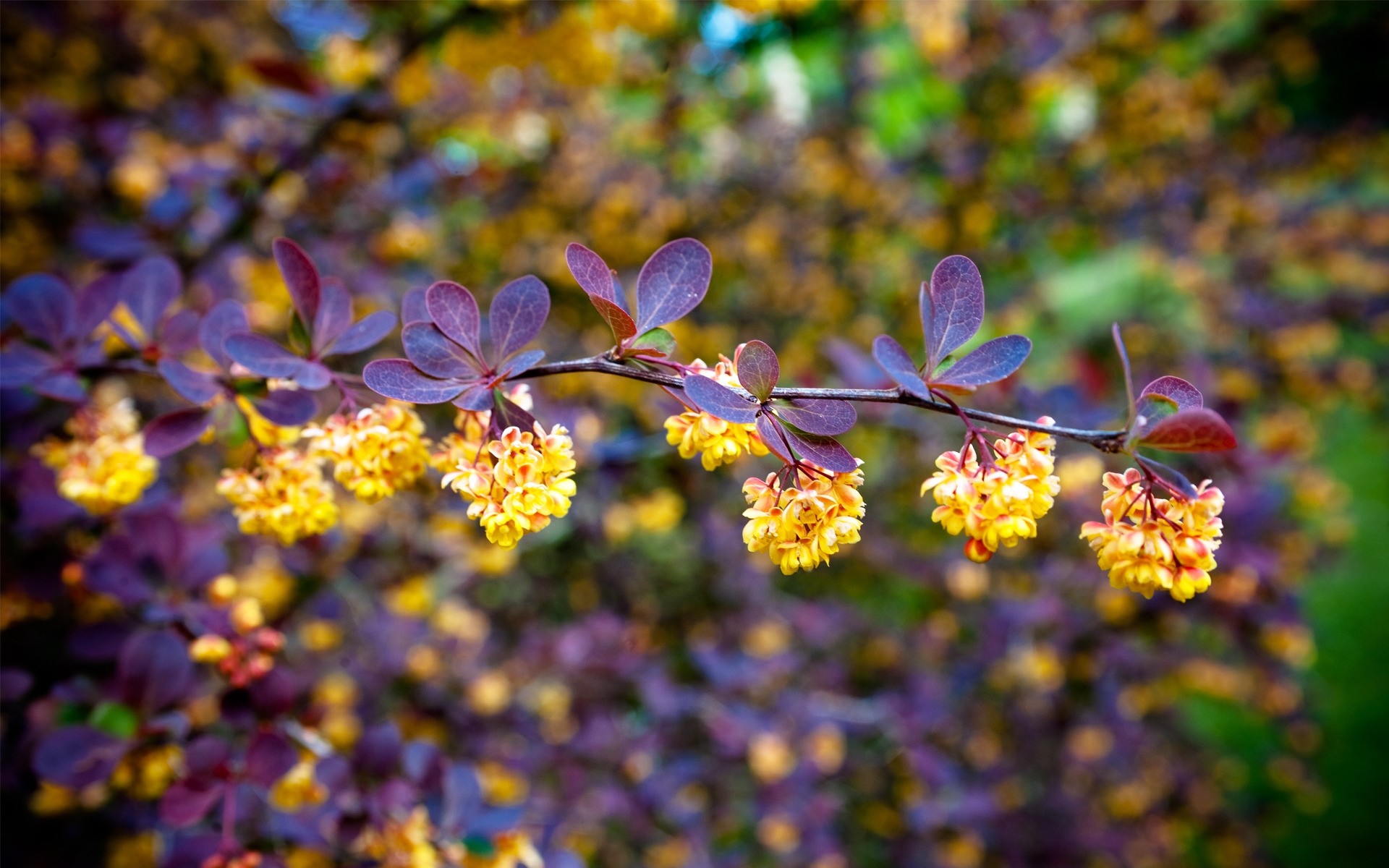 flowers flower nature flora garden leaf color floral blooming branch close-up outdoors petal summer park bright season tree growth beautiful