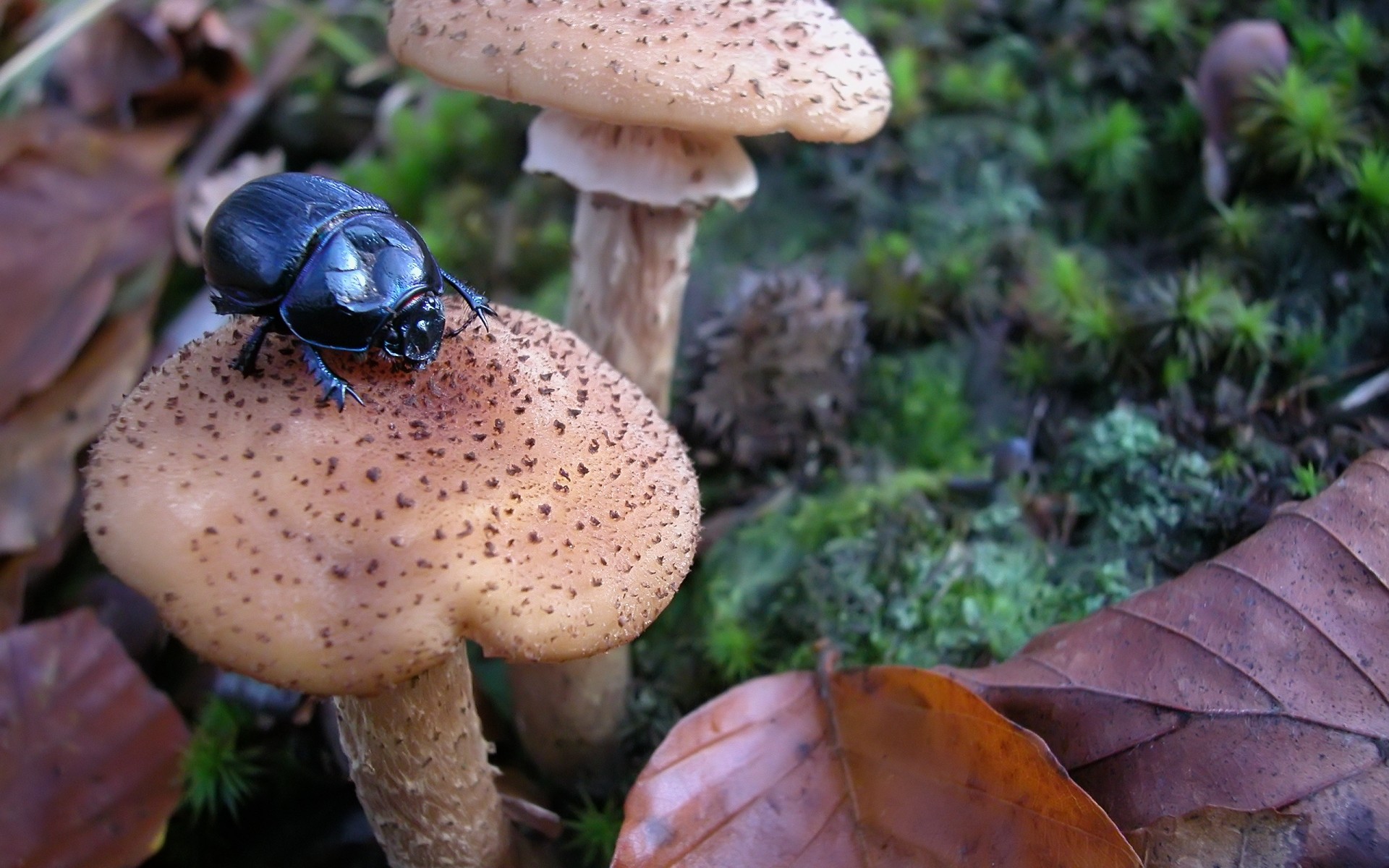 insekten pilz pilz herbst natur lebensmittel holz steinpilz fliegenpilze essbar im freien gift moos deckel flora gemüse wild sporadisch