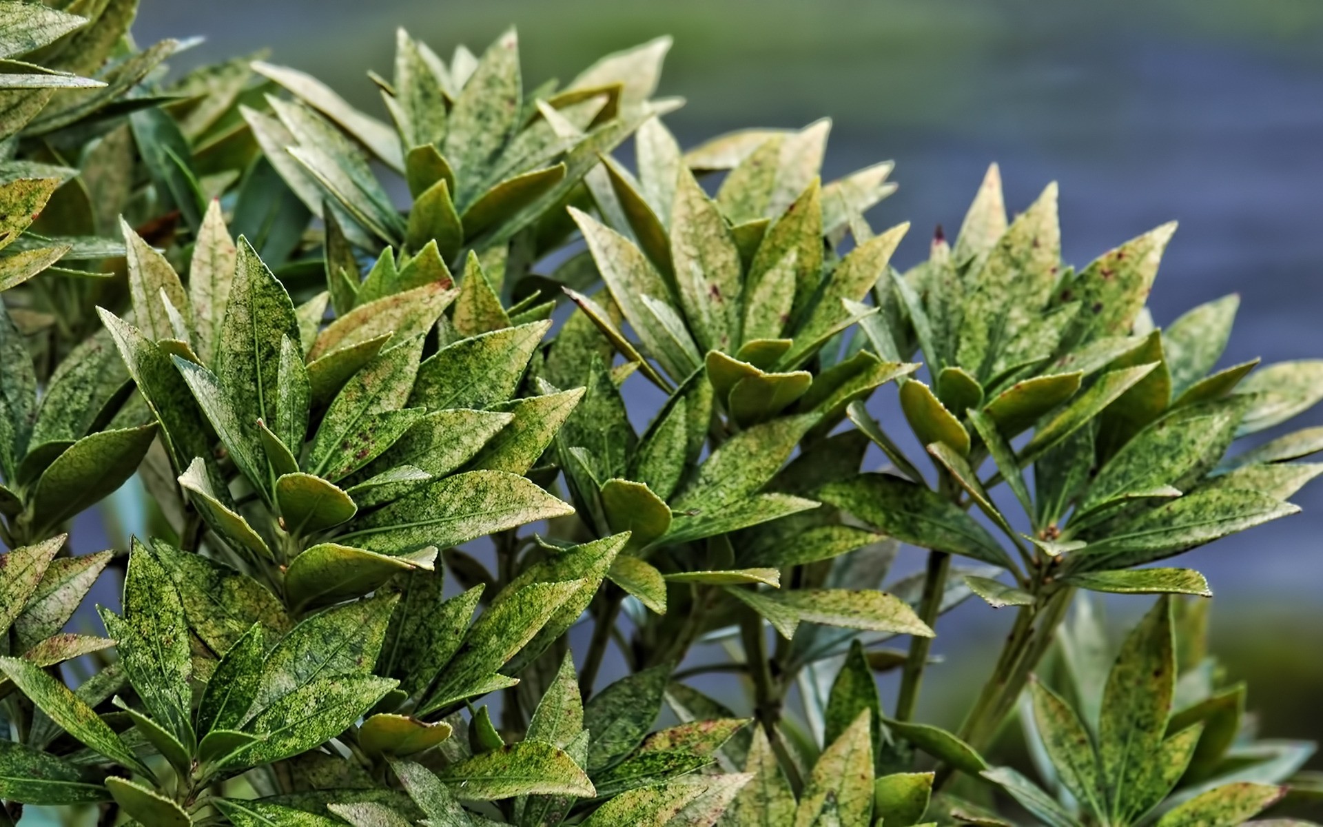 bitkiler yaprak flora doğa büyüme bitkisel otlar açık havada ağaç yemek tarım yakın çekim şube bahçe aromatik evergreen