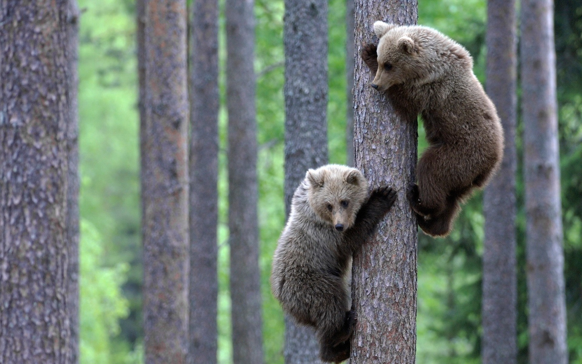 animali legno mammifero natura fauna selvatica all aperto legno selvaggio pelliccia orso cucciolo di lupo