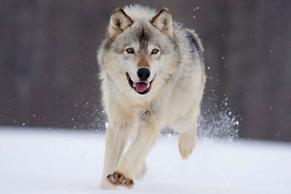 Hermoso cerca corriendo en la nieve