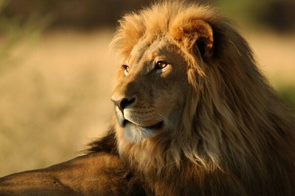 Grande leone nel mezzo della savana