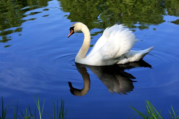 A white swan swims on a pond