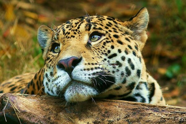 Hermosos animales en la naturaleza