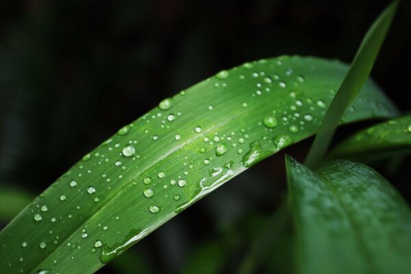 Feuilles après la pluie, la rosée dans toute sa splendeur