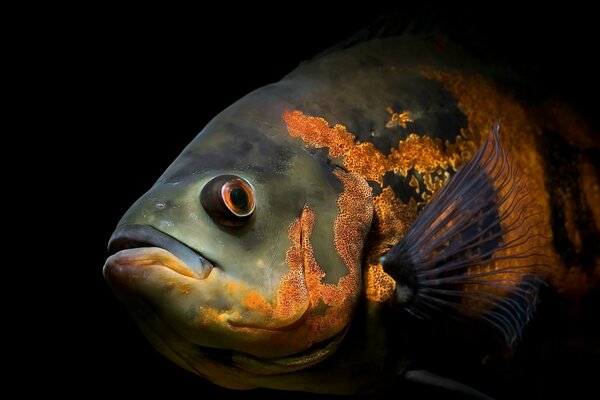 Acuario submarino natación peces marinos