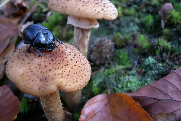 Autumn mushrooms -strong honey mushrooms