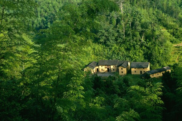 Casas de dois andares no fundo da floresta