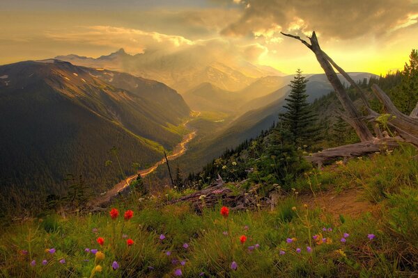 Hills and fields with beautiful flowers